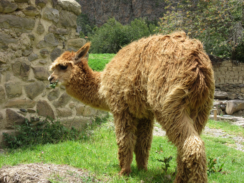 Ollantaytambo - Another Alpaca, or as I've come to know them...food!