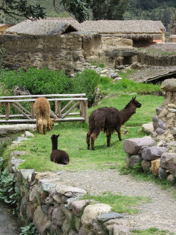 Ollantaytambo - Family of Alpacas...buffet lunch