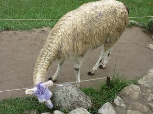 Machu Picchu - Punk Rock Llama