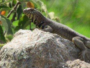 Our second lizards in Peru