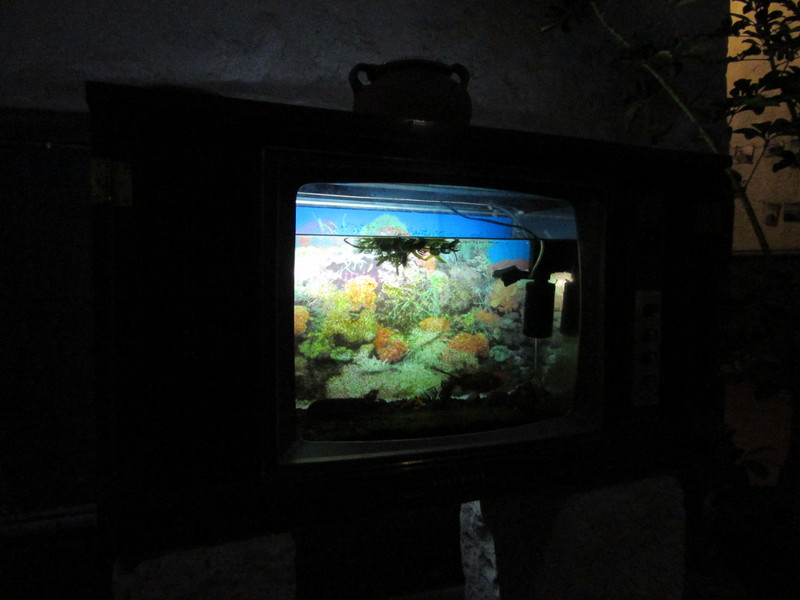 Hotel TV fish tank in reception
