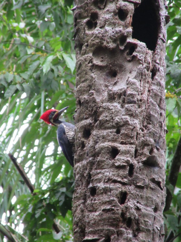 Red necked woodpecker