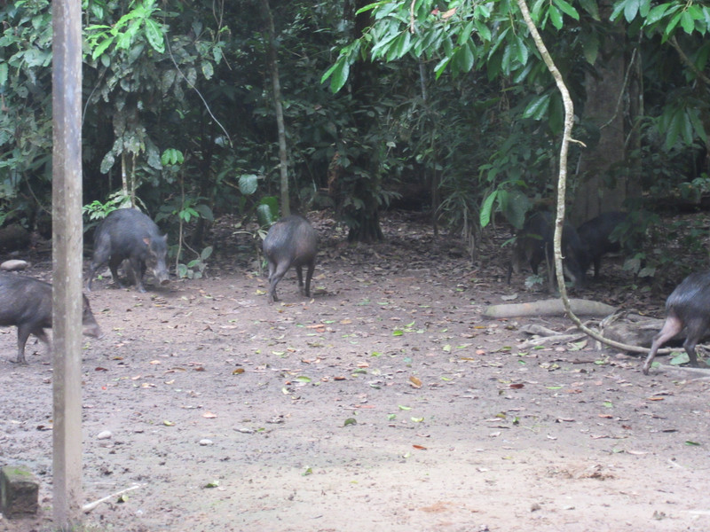 Wild pigs at the lodge