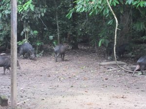 Wild pigs at the lodge