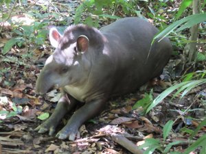 Tame tapir at the lodge