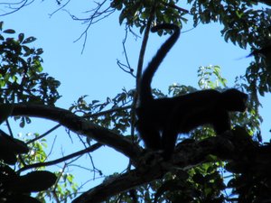 Spider monkey - fast buggers