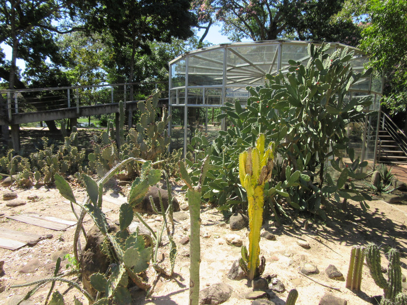 Botanical gardens - more cactus