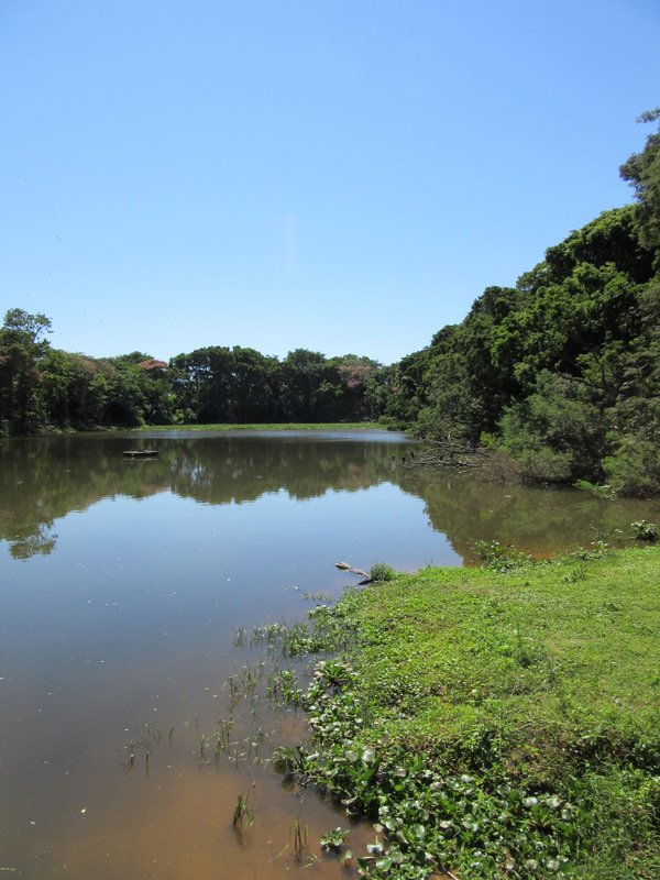 Botanical garden lake with added alligator