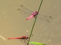 Botanical gardens - just your average friendly dragonflies
