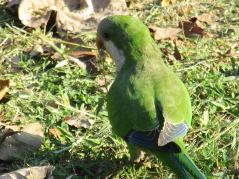 Parakeet in the park next to Flamengo beach