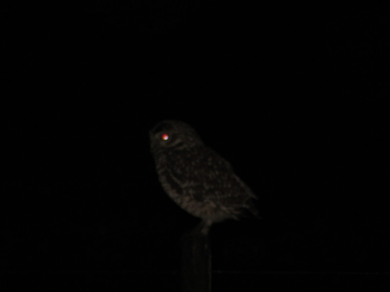 Terrible picture but that is an owl!