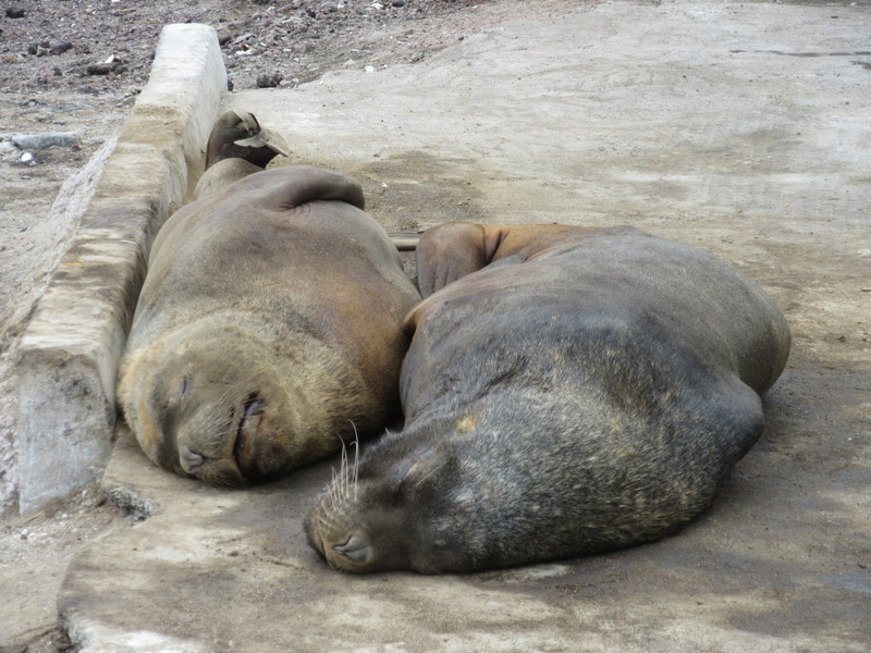 Sealions snoozing in a car park
