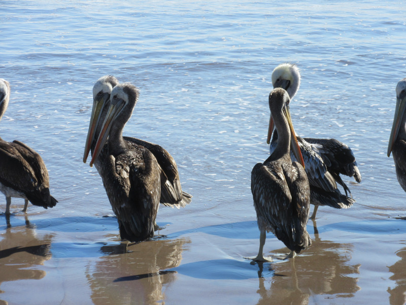 Peruvian Pelicans