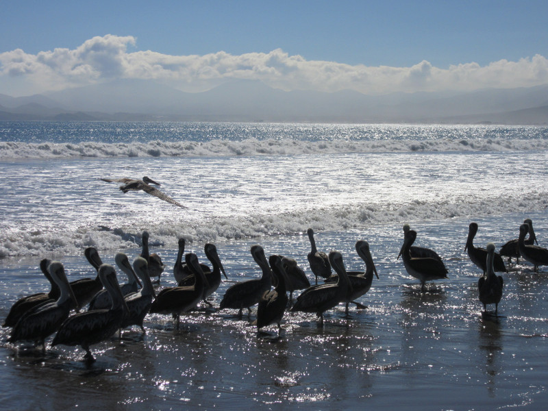 More Peruvian Pelicans...