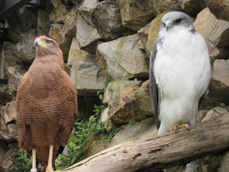 Pumapungo ruins aviary - Hawks