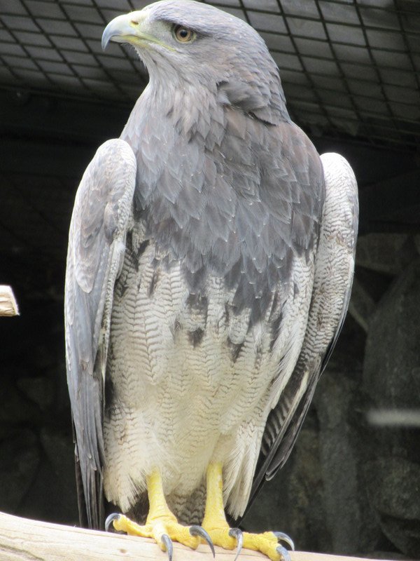 Pumapungo ruins aviary - Eagle