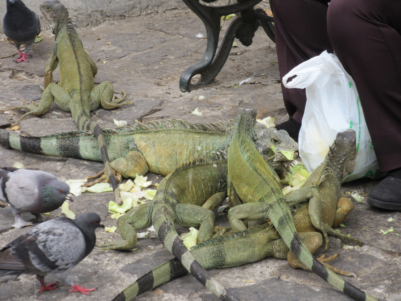 There really were lots of Iguanas...