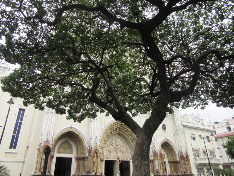 Iglesia and tree in the park