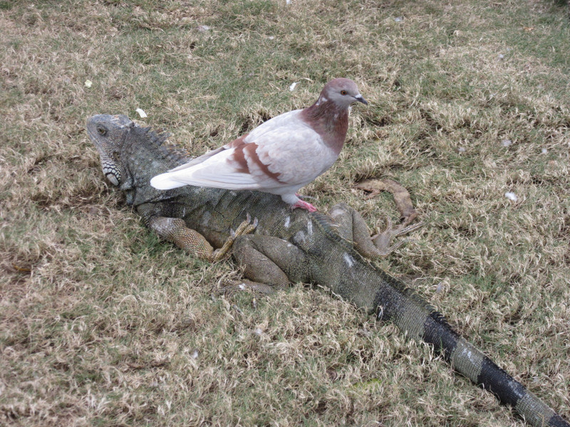 The Iguanas and Pigeons seem to get along alright