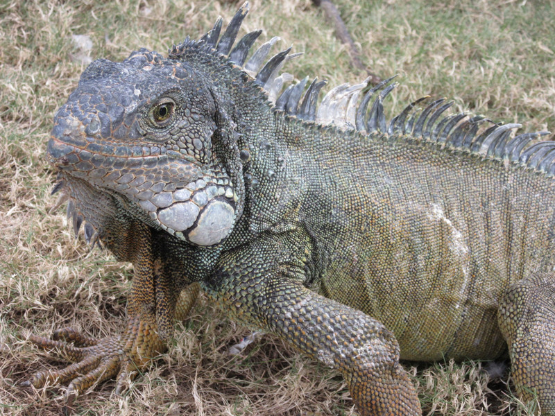 An Iguana in the park
