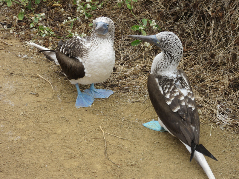 Not sure why they are called Blue Footed Boobies
