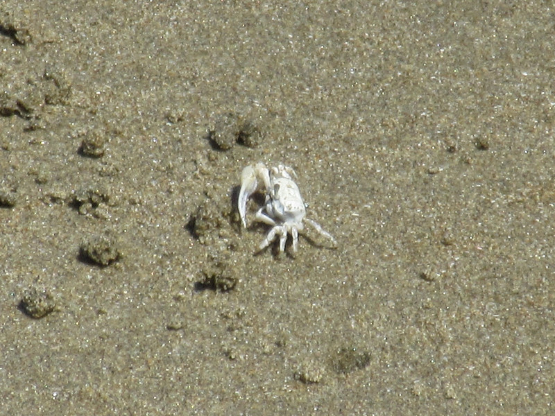 Crab on Bahia beach...
