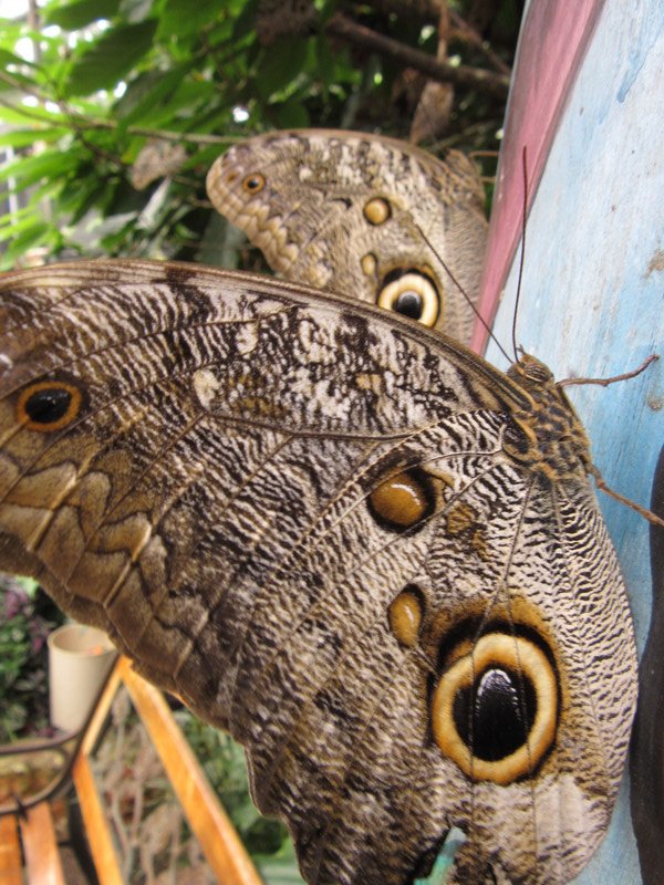 The Mariposas Butterfly Farm