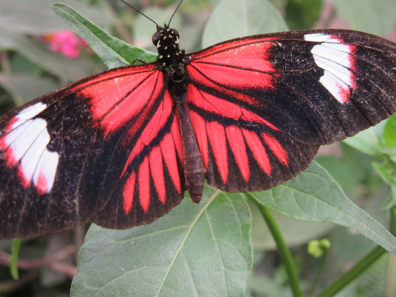 The Mariposas Butterfly Farm