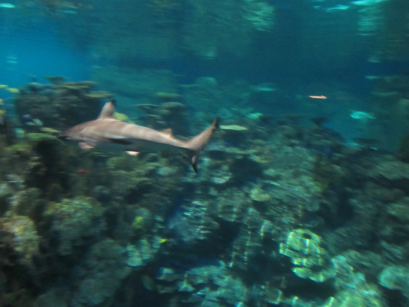 Baltimore Aquarium - sharks are a b*gger to photograph