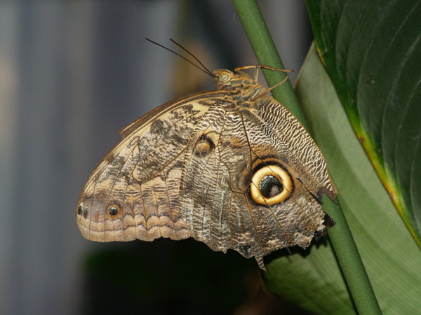Owl Butterfly 3