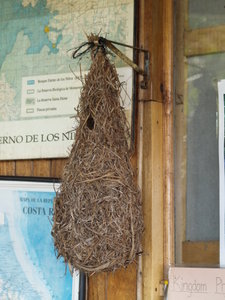 Montezuma Oropendola Nest