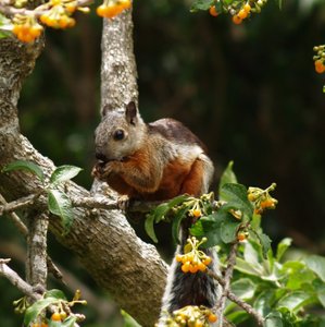 Varigated Squirrel
