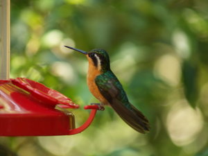 Hummingbird  5