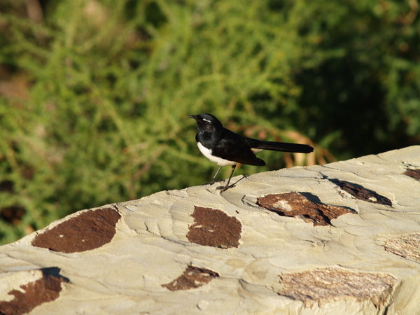 Willy Wagtail 
