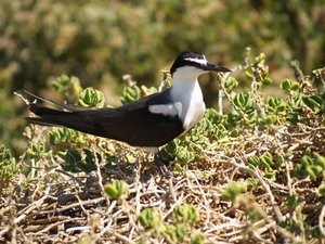 Tern 