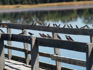 Swallows