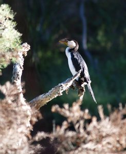 Australian Cormorant  2