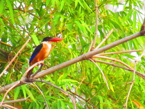 Black Capped Kingfisher