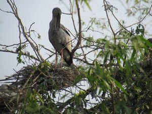 Open Billed Stork on Nest