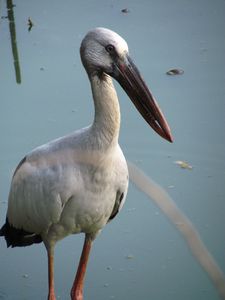 Open Billed Stork 