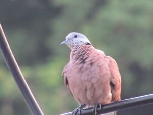 Red Collard Dove