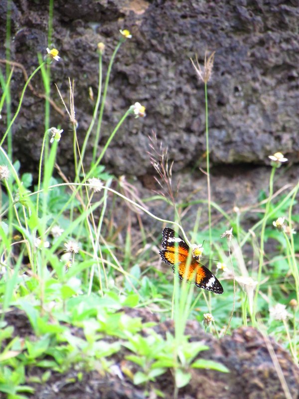 Butterfly 1 (2)