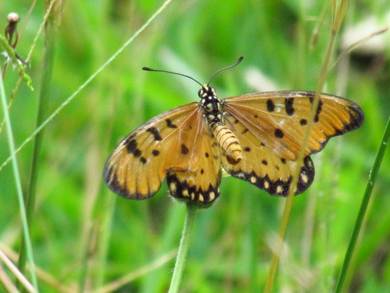 Butterfly 2 (6)
