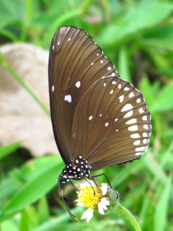 Butterfly 3  (8)