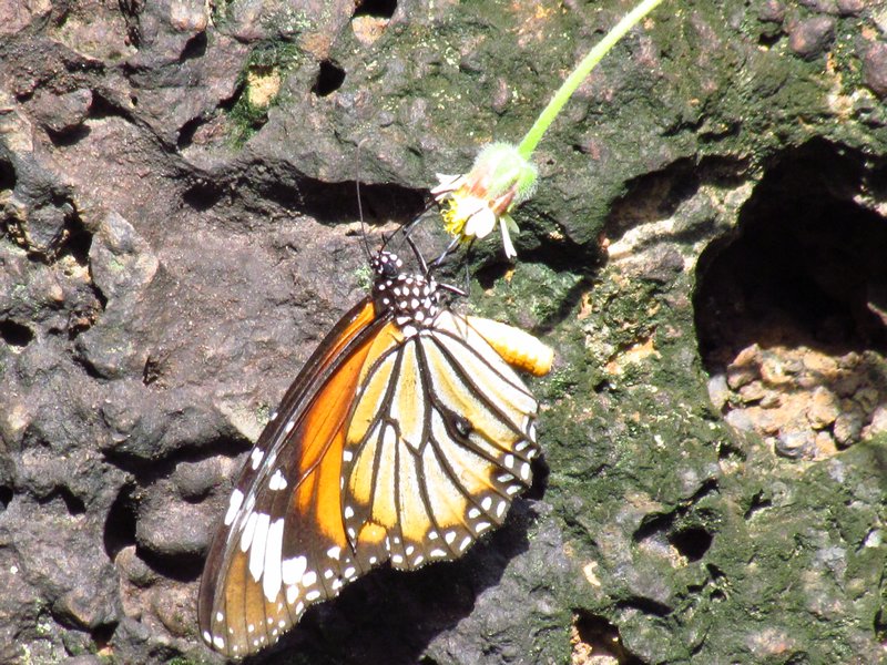 Butterfly 6 (49)