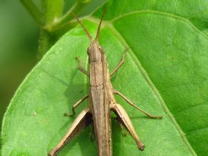 Grasshopper (3)