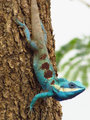 Blue Crested Lizard (12)