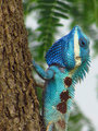 Blue Crested Lizard (19)
