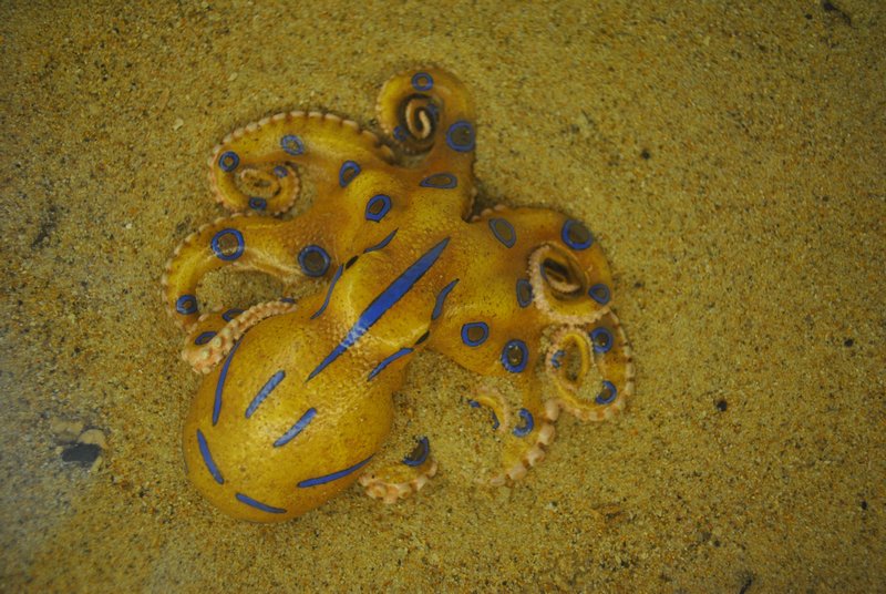 The Blue-Ringed Octopus...Small and Deadly