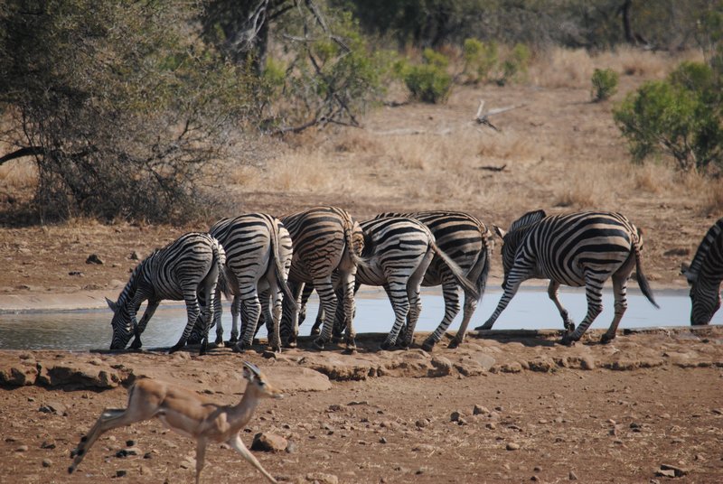 Zebra Bums at the Pond